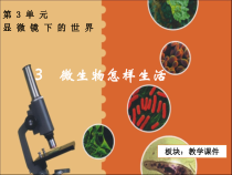 科学【湘科版】五年级下册《无处不在的微生物》PPT课件 (4)