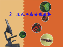 科学【湘科版】五年级下册《无处不在的微生物》PPT课件 (13)