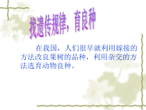 科学【湘科版】五年级下册《找遗传规律，育良种》PPT课件 (4)