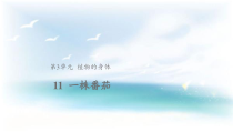 科学【2020新粤教版】三年级下册11《一株番茄》ppt课件