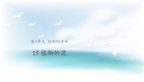 科学【2020新粤教版】三年级下册15《植物的花》ppt课件