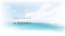 科学【2020新粤教版】三年级下册16《果实和种子》ppt课件