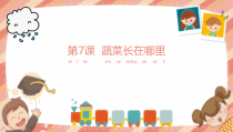 科学【粤科版】一年级上册第7课《蔬菜长在哪里》PPT课件（共14页）