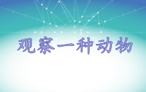 科学【粤科版】一年级下册第13课《观察一种小动物》PPT课件1