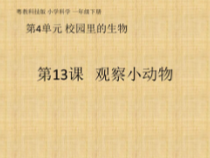 科学【粤科版】一年级下册第13课《观察一种小动物》PPT课件2