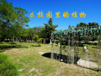 科学【粤科版】一年级下册第14课《校园里的植物》PPT课件（共7页）