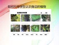 科学【粤科版】一年级下册第14课《校园里的植物》PPT课件（共6页）