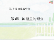 科学【粤科版】二下第3课《池塘里的鲤鱼》PPT课件（共14页）