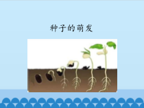 科学【2020新湘科版】三年级下册5.1《种子的萌发》ppt课件