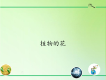 科学【2020新粤教版】三年级下册3.15《植物的花》ppt课件