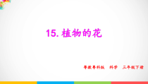 科学【2020新粤教版】三年级下册15《植物的花》ppt课件