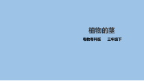科学【2020新粤教版】三年级下册第三单元第13课时《植物的茎》ppt课件