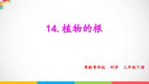 科学【粤教粤科版】三年级下册14《植物的根》PPT课件18张PPT素材