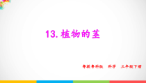 科学【2020新粤教版】三年级下册13.植物的茎ppt课件（含视频）