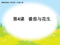 科学【粤教版】二年级上册第4课《番茄与花生》PPT课件（共20页）