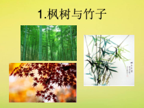 科学【粤科版】二年级上册《枫树与竹子》PPT课件3