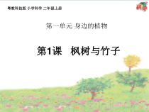 科学【粤科版】二年级上册《枫树与竹子》PPT课件1