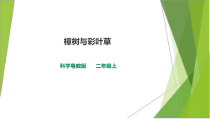科学【粤科版】二年级上册1.2《樟树与彩叶草》课件