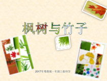 科学【粤科版】二年级上册《枫树与竹子》PPT课件4