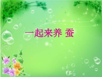 科学【2020新粤教版】四年级上册1.5《我们来养蚕》ppt课件