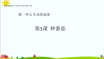 科学【2020新粤教版】四年级上册1.1《种番茄》ppt课件（共26页）
