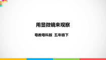 科学【2020新粤教版】五年级下册《用显微镜来观察》ppt课件