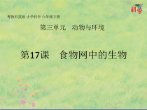 科学【2020新粤教版】六年级下册第17课《食物网中的生物》ppt课件