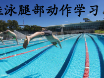 体育与健康【通用版】五年级《蛙泳腿部动作学 习》PPT课件(共13页)