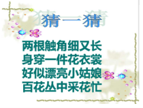 美术【桂美版】一年级下册《11 缤纷彩蝶》PPT课件3