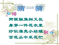 美术【桂美版】一年级下册《11 缤纷彩蝶》PPT课件5