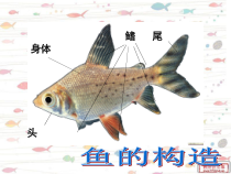 美术【沪教版】一年级上册《美丽的鱼》PPT课件（共12页）