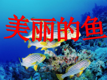 美术【沪教版】一年级上册《美丽的鱼》PPT课件（共25页）