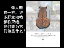 美术【沪教版】一年级下册12《克隆小动物》PPT课件（共14页）