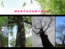 美术【沪教版】二年级上册7《树的联想》PPT课件（共9页）
