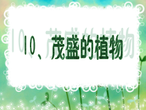 美术【沪教版】二年级上册10《茂盛的植物》PPT课件1（共14页）
