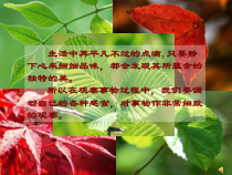 美术【沪教版】三年级下册2《画画我的鞋子》PPT课件（共6页）