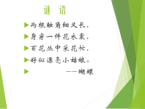 美术【冀美版】一年级上册《12.蝴蝶飞呀飞》PPT课件2