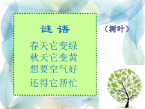 美术【冀美版】二年级上册《13.秋天的叶子》PPT课件3