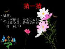 美术【辽海版】一年级下册《第11课 会飞的花朵》PPT课件1