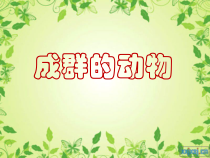 美术【岭南版】四年级下册《14. 成群的动物》PPT课件3(1)