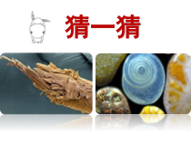 美术【人教版】五年级下册《第14课 微观世界》PPT课件2