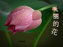 美术【人教版】六年级下册《第2课 寻找美的踪迹》PPT课件1(1)