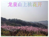 美术【人美版】（常锐伦）一下《22.龙泉山上桃花开（四川）》PPT课件2
