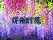 美术【人美版】（常锐伦）三下《17.娇艳的花》PPT课件1