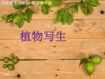 美术【人美版】（常锐伦）四下《1、植物写生》PPT课件3