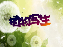 美术【人美版】（常锐伦）四下《1、植物写生》PPT课件2(1)
