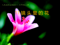 美术【人美版】（常锐伦）六上《第十一课 镜头里的花》PPT课件2(1)