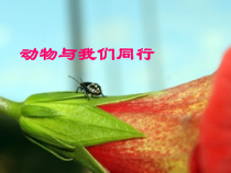 美术【人美版】（杨力）一年级下册《6.动物与我们同行》PPT课件1