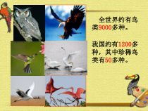 美术【人美版】（杨力）一年级下册《10.鸟是人类的朋友》PPT课件3(1)