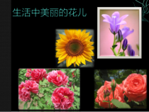 美术【人美版】（杨力）二年级下册《19.百变团花》PPT课件6(1)